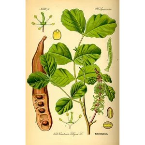 مشروع صناعة دبس الخرنوب