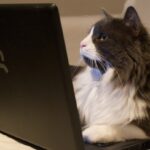 المعالجة الآلية للغة العربية المعالجة الآلية للغة العربية