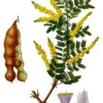 الصمغ العربي = Acacia الصمغ العربي = Acacia