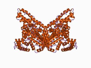 ألبومين = Albumin