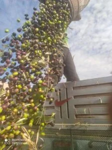 حمض الزيت = Oleic Acid / C18:1